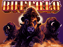 Buffalo